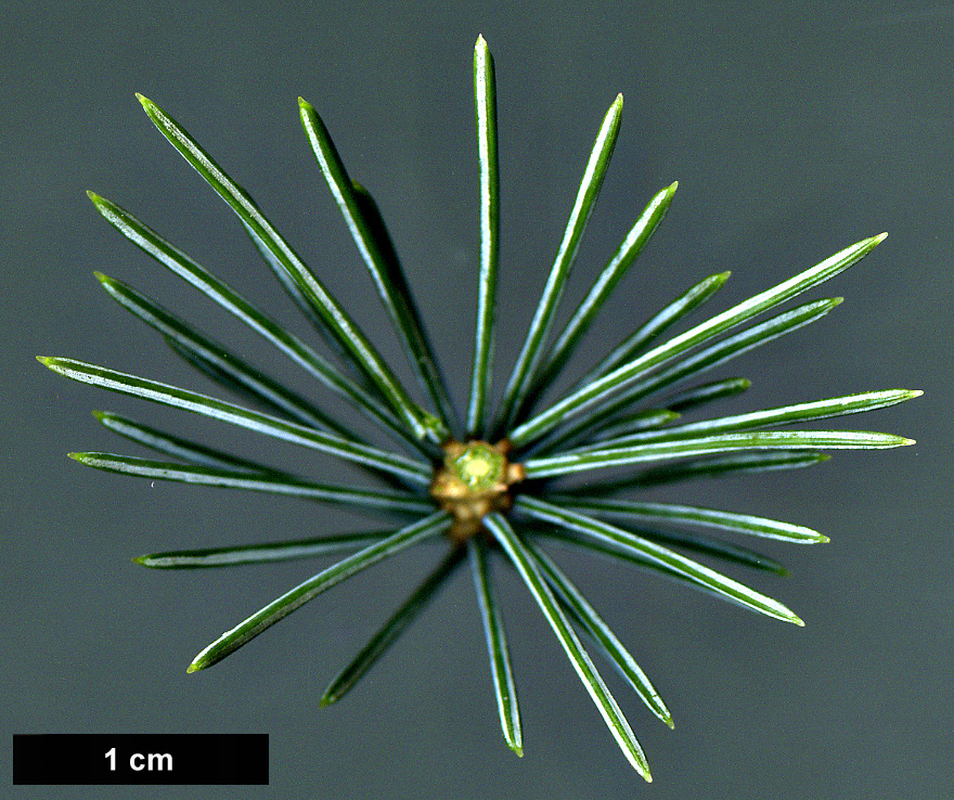 High resolution image: Family: Pinaceae - Genus: Picea - Taxon: engelmannii - SpeciesSub: subsp. mexicana